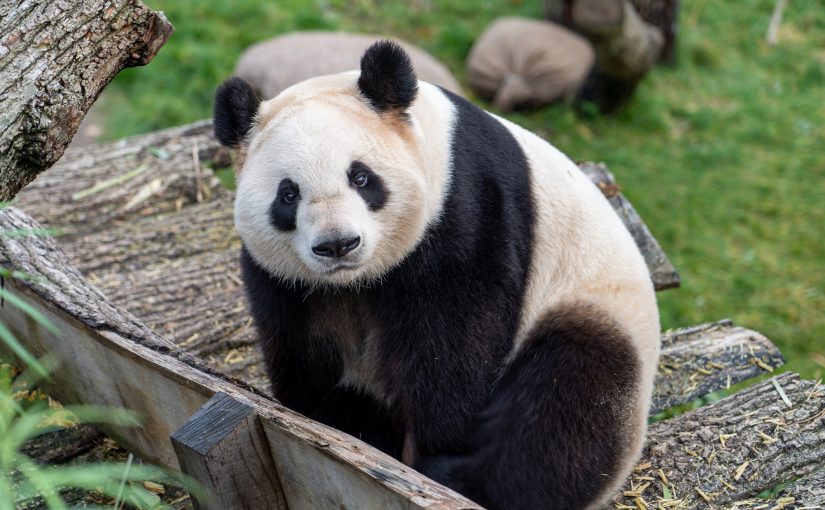 The Panda of Efficiency: Why ERP System is Important to the Injection Moulding Industry