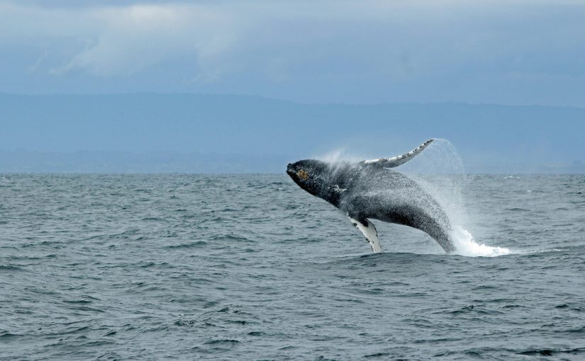 Embracing the Wisdom of Whales: An Unusual Metaphor for HR Systems