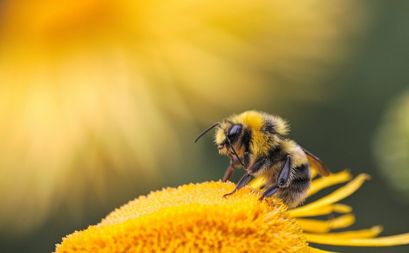 The Art of Management: Emulating Bee Societies and Employing Systematic Approaches