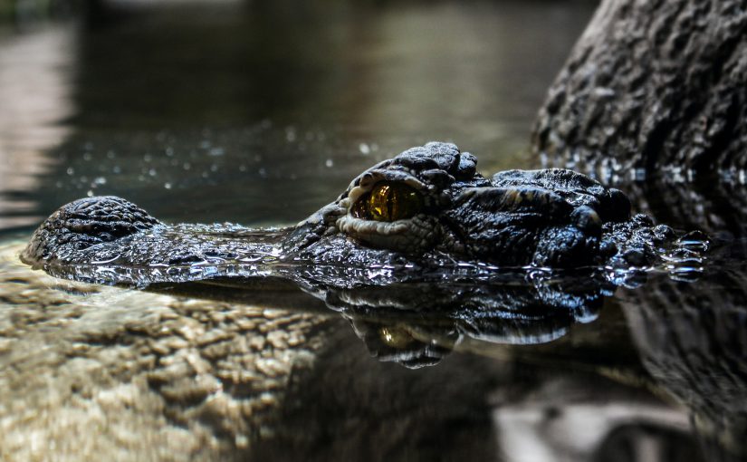 Crocodiles and CRM: Unlikely, Yet Powerful, Forces in Business