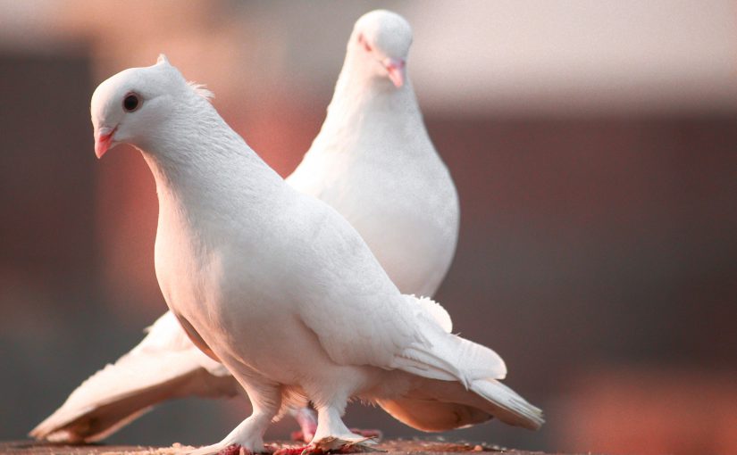 The Unlikely Connection: Doves and CRM Systems