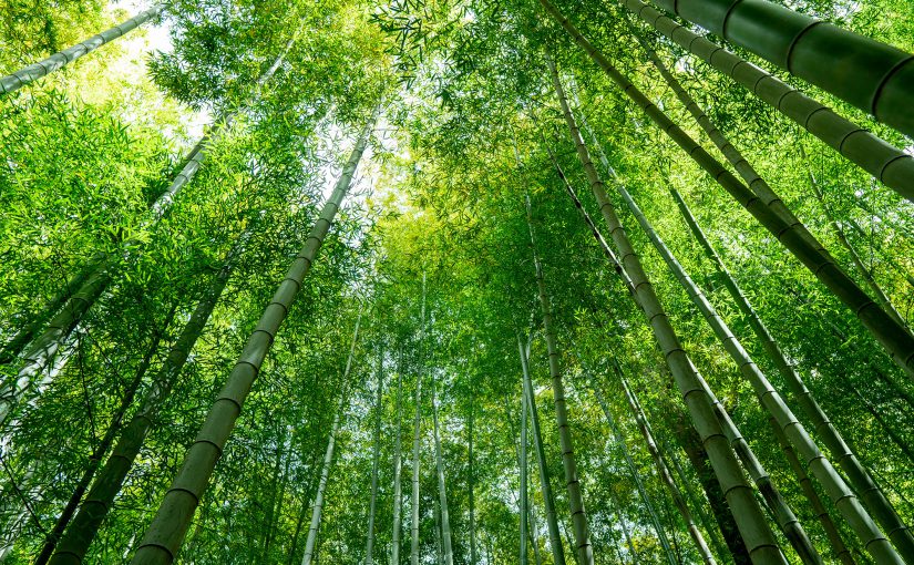 Mastering the Art of the CRM: A Bamboo Philosophy