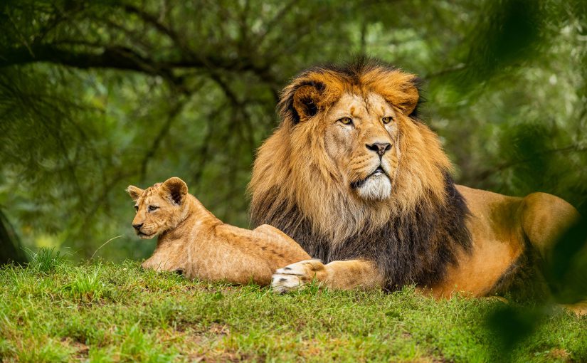 獅子般最大化效率的貢獻：ERP 系統如何轉換動物園管理