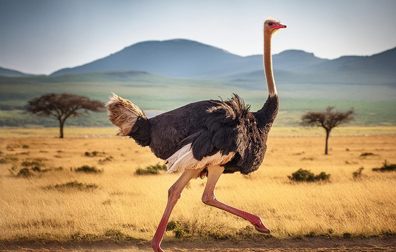 Embracing Efficiency: How ERP Systems Mirror the Adaptability of the Common Ostrich